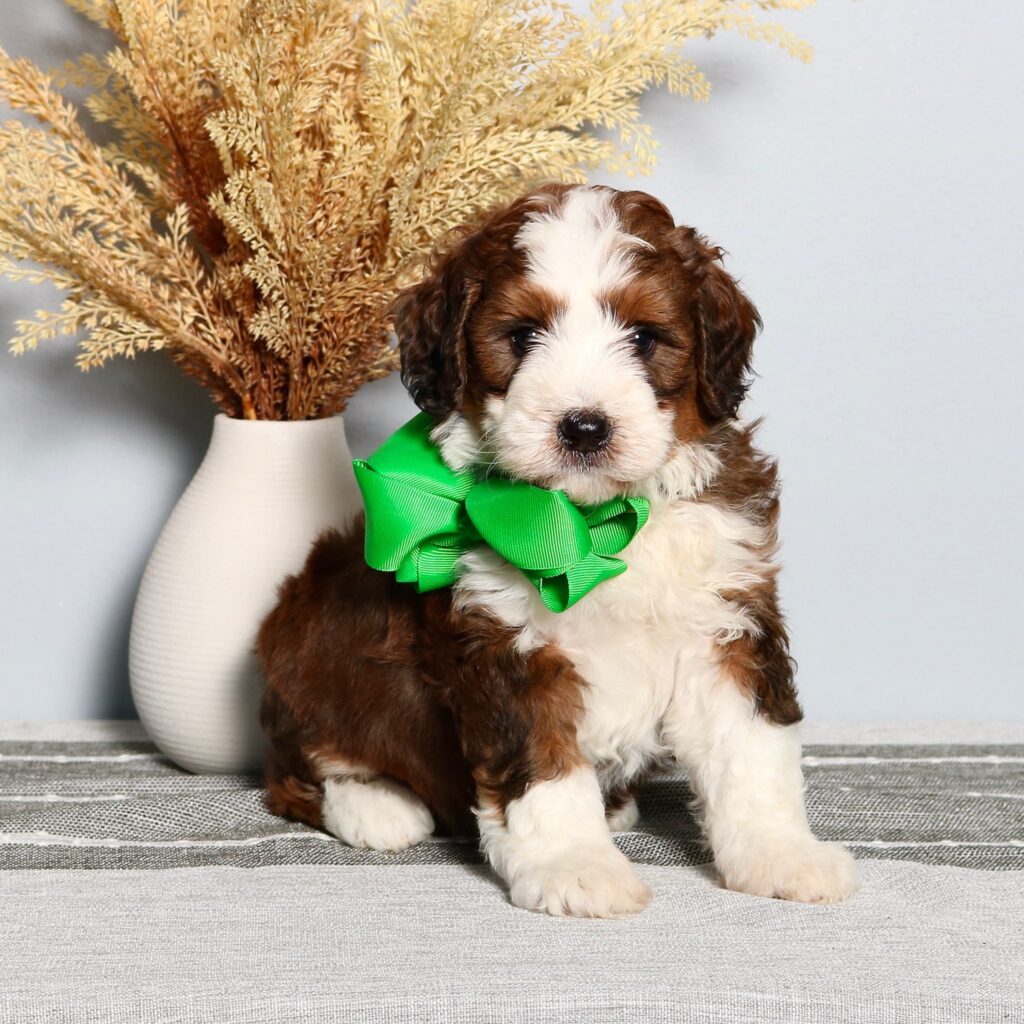 Golden Doodles For Sale