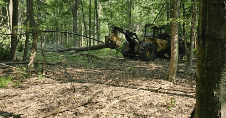 Land Clearing Services Near Me: Everything You Need to Know